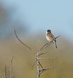 DSC_6403.jpg
