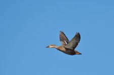 DSC_6429.jpg