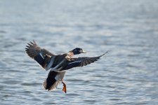 DSC_6437.jpg