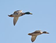DSC_6443.jpg