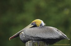 _DSC7500.jpg