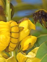 Bee.jpg