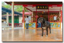 praying-8-FrameShop.jpg