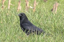 503_7637-1.jpg