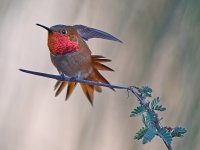 Hummer4.jpg