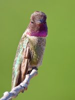 Hummer8.jpg