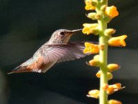 Hummer27.jpg