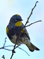 Warbler11.jpg