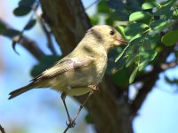 Warbler3.jpg