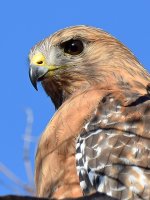 Hawk4.jpg