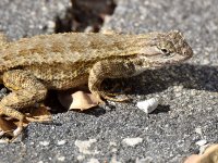 Lizard.jpg