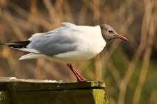 Black headed gull-1.jpg