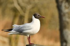 Black headed gull-2.jpg