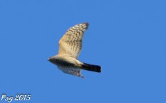 DSC_1118.jpg