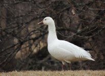DSCN9618.jpg