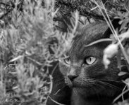 Baxter watch the birdie-.jpg