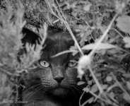 Baxter watching but unseen-2628.jpg