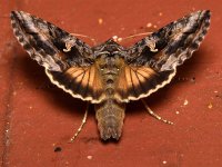 Moth.jpg