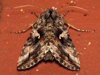 Moth2.jpg