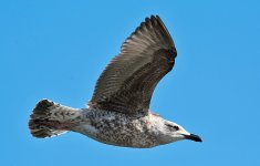 DSC_6624.jpg