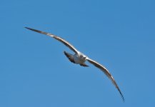 DSC_6632.jpg