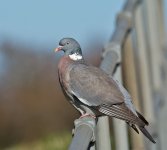 DSC_6588.jpg