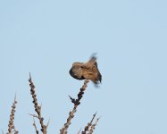 DSC_6591.jpg