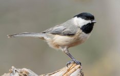 20150324-3-24 birds-2081.jpg