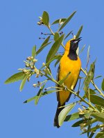 Oriole6.jpg