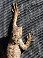 Lizard.jpg