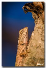 lizard-saturday-morning-ype-school-2.jpg