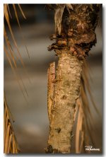 lizard-saturday-morning-ype-school-4.jpg