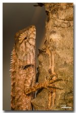 lizard-saturday-morning-ype-school-5.jpg