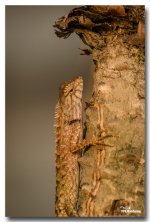 lizard-saturday-morning-ype-school-6.jpg