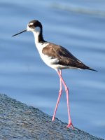 Stilt.jpg