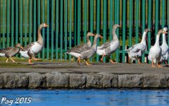 Goose Walk.jpg
