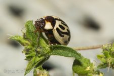 15B_0420_webshot.jpg