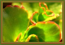 Green and Red Macro Leaves.jpg