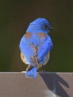Bluebird2.jpg