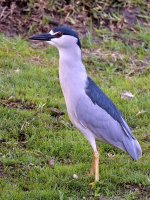Heron.jpg
