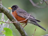 Robin2.jpg