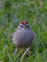 Sparrowr8.jpg