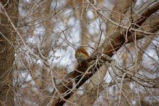 _DSC7688_Squirel in Woods PPX7.jpg
