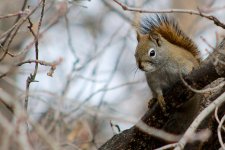 _DSC7689-Squirel even closer with PP -0001.jpg