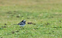 DSC_6684.jpg