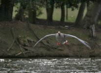 DSC_6736.jpg