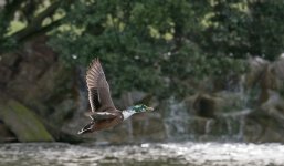 DSC_6754.jpg