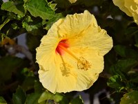 Hibiscus2.jpg