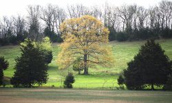 Tree mit 200 ais  ecr  SEV_3229.jpg