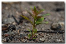 delicate-nature--1.jpg